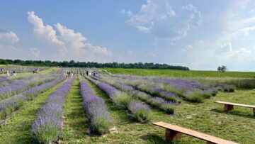 gradina de lavanda tiparesti